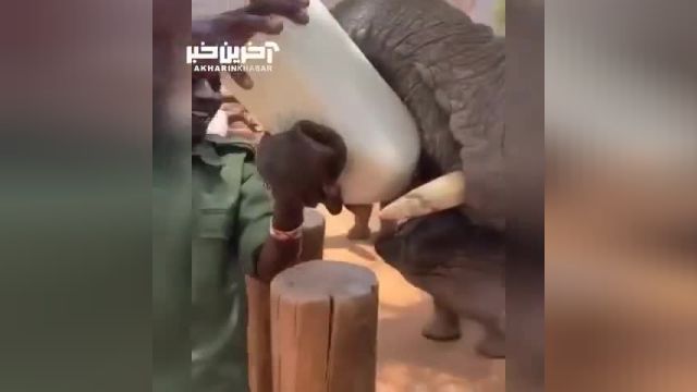 راهنمای شیر دادن به بچه فیل ها با بطری به روشی آسان و موثر