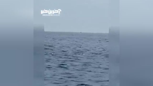 فیلمی نادر از 3 نهنگ گوژپشت | ویدیو