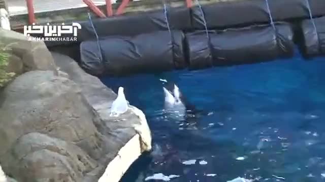 صحنه‌ای باورنکردنی از حقه‌زدن یک دلفین به مرغ‌دریایی