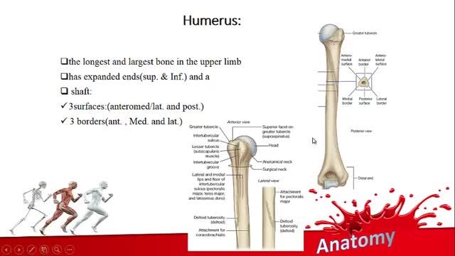 استخوان بازو (Humerus) | آموزش علوم تشریح (آناتومی) اسکلتی - عضلانی | جلسه هشتم