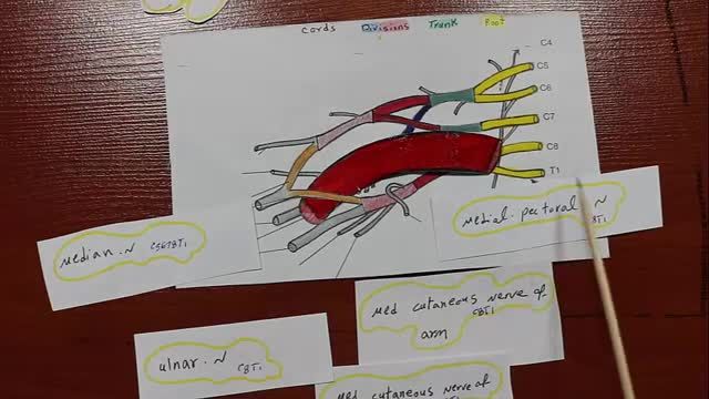 شبکه بازویی و بین دنده ای | آموزش علوم تشریح (آناتومی) اسکلتی - عضلانی | جلسه پانزدهم (3)