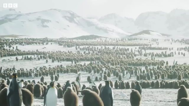 پنگوئن ها و ذوب یخچال های طبیعی!