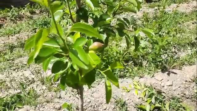 چطور میتوانیم از زرد شدن برگ های درخت سیب جلوگیری کنیم؟