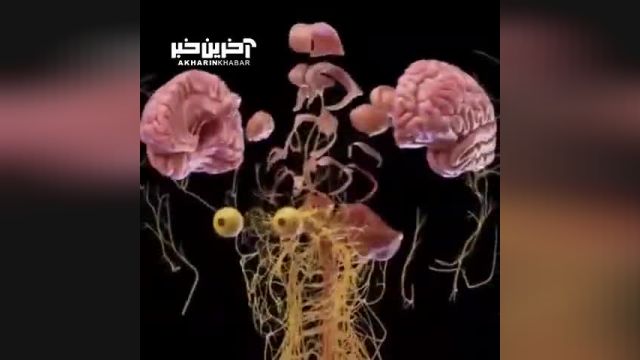 فیلمی از عظمت سیستم عصبی بدن
