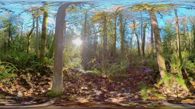 گم شدن مجازی در مناظر جنگل | ویدیوی طبیعت آرامش بخش مجازی 360 درجه