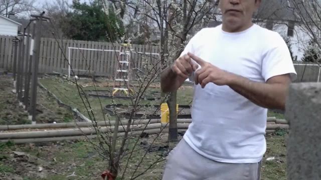 آموزش هرس درخت گوجه سبز 3 ساله با روش نوین