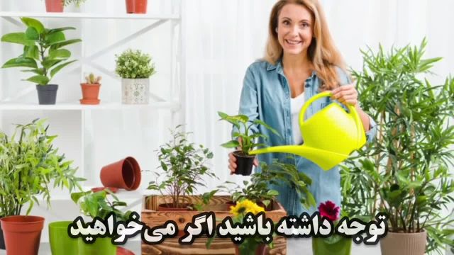 بررسی چند روش فوق العاده برای رشد گیاهان آپارتمانی