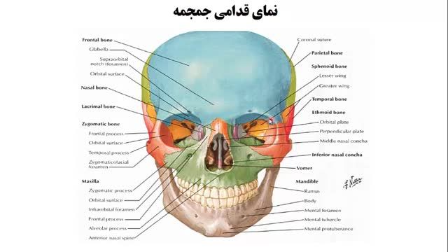استخوان های جمجمه (Skull) | آموزش جامع علوم تشریح آناتومی سر و گردن | جلسه اول (2)