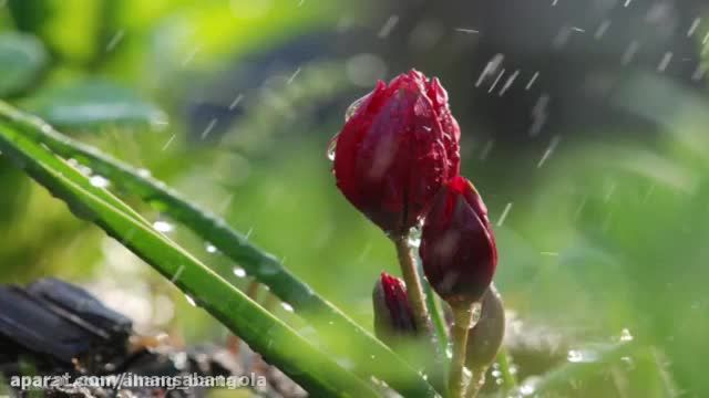 اهنگ چه دل خونیه اونکه میگذره جوونیه