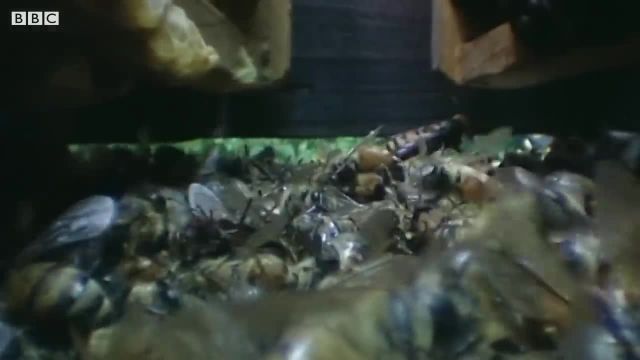 زنبورهای اروپایی قتل عام هورنتز غول پیکر!