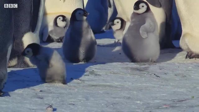 بچه پنگوئن سعی می کند دوست پیدا کند! | داستان جوجه برفی
