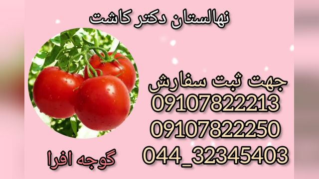 فروش عمده بذر گوجه افرا036