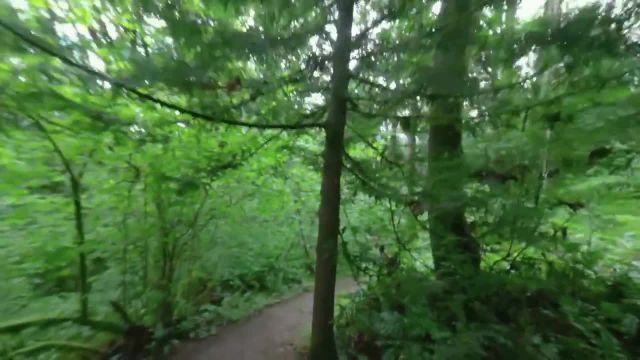 پیاده‌ روی در جنگل | آرامش مجازی با صداهای آرامش‌ بخش جنگل و آواز پرندگان | قسمت 2