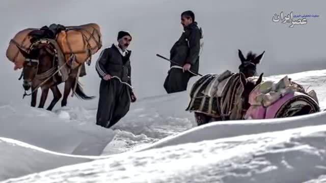 کشتار دسته‌جمعی اسب و قاطرها از اشنویه و سردشت، بانه و مریوان تا سراوان | ویدیو