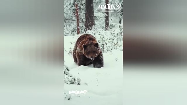 هیجان خرس قهوه‌ ای در میان برف زمستانه