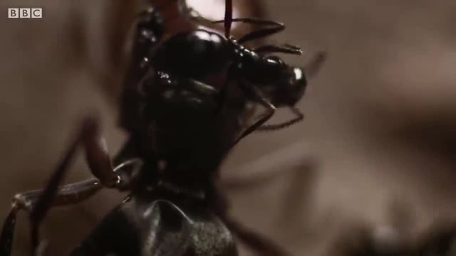 بهترین مورچه ها را بشناسید!