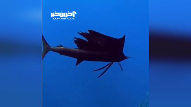 آشنایی با سریع ترین ماهی جهان | ویدیو