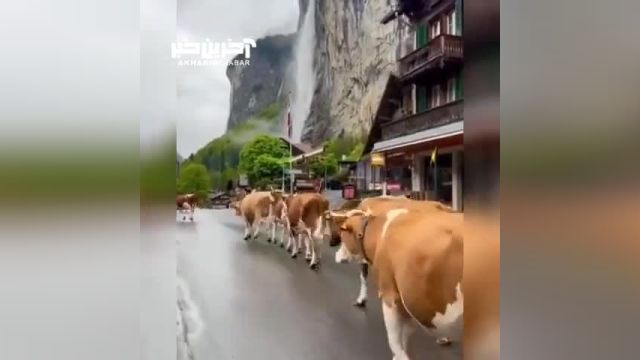 راهپیمایی گاو ها در سوئیس را ببینید