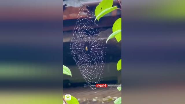 کلیپ زیبا از تار عنکبوت زیر بارش باران در گیلان | ویدیو