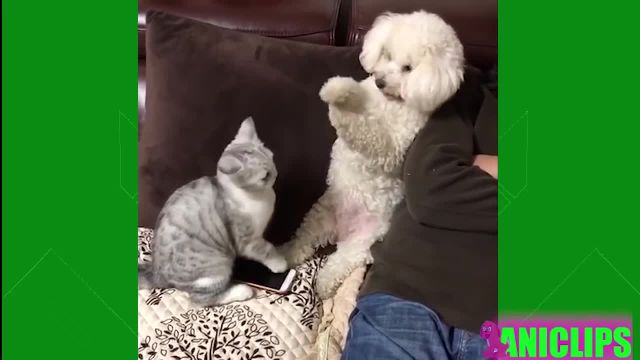 ویدئو خنده دار حیوانات / کیلیپ بامزه از گربه خونگی
