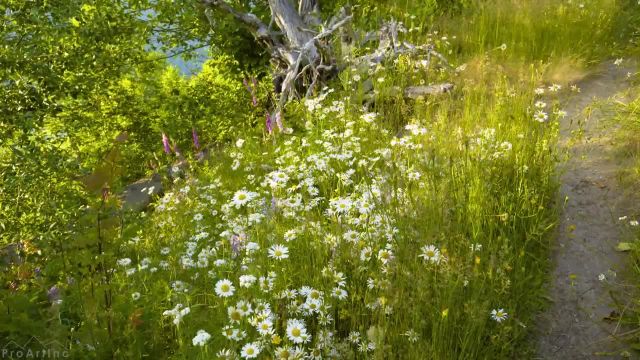 فضای تابستانی در مزارع گل های وحشی | وزوز زنبورها و آواز پرندگان برای آرامش