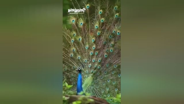 آواز خواندن طاووس هنگام باز کردن پرهایش