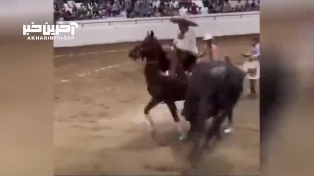 زمین زدن اسب توسط گاو خشمگین