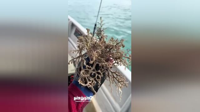 جذابیت موجودی دریایی با شباهت به شاخه درخت