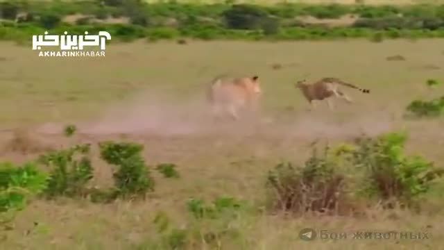 ترفند یوزپلنگ برای فراری دادن توله هایش از شکار شدن