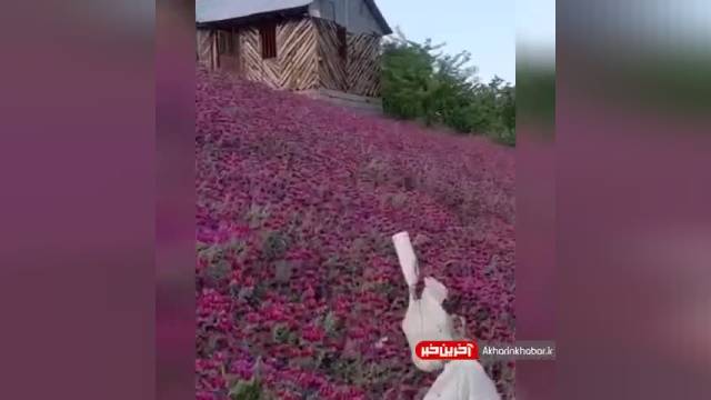 برداشت گل گاوزبان در گیلان | ویدیو