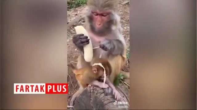 رفتار جالب میمون ها | میمونی که مثل آدم ها موز می خورد!