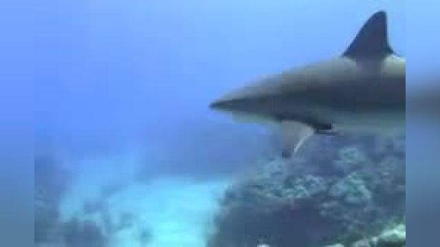 Shark clip4  240 1