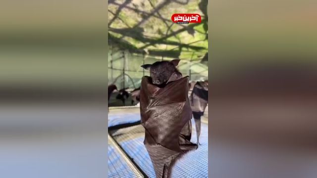 خفاش سیاه در حال خمیازه کشیدن | ویدیو