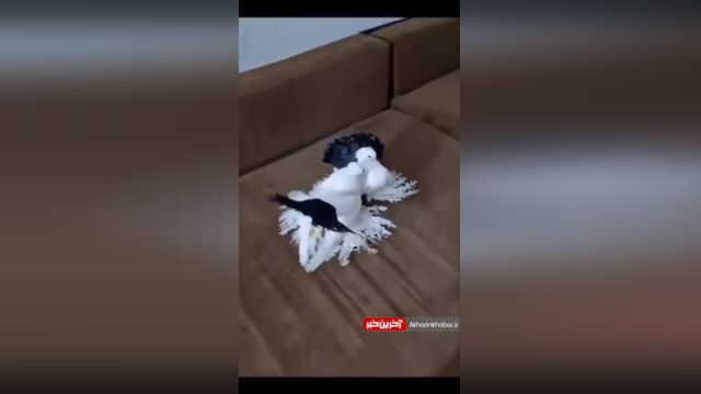 زیباترین و گرانترین  کبوتر جهان | ویدیو