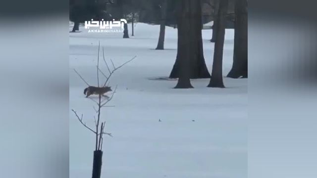 داستان جذاب شکار سنجاب توسط روباه