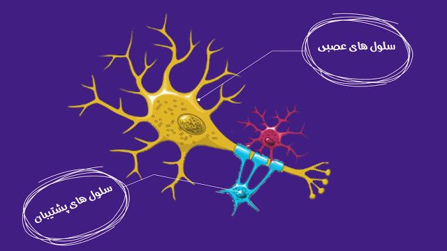 آموزش جامع و کامل نوروآناتومی | آشنایی با دستگاه عصبی (1)