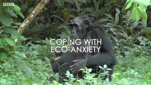 دکتری که می تواند با شامپانزه ها ارتباط برقرار کند!