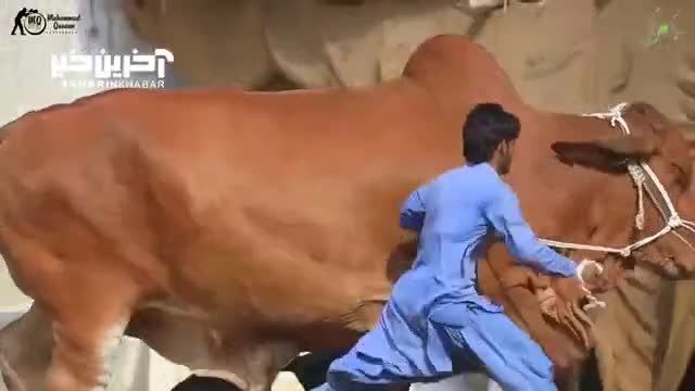 پنجمین گاو بزرگ جهان با 1142 کیلوگرم وزن