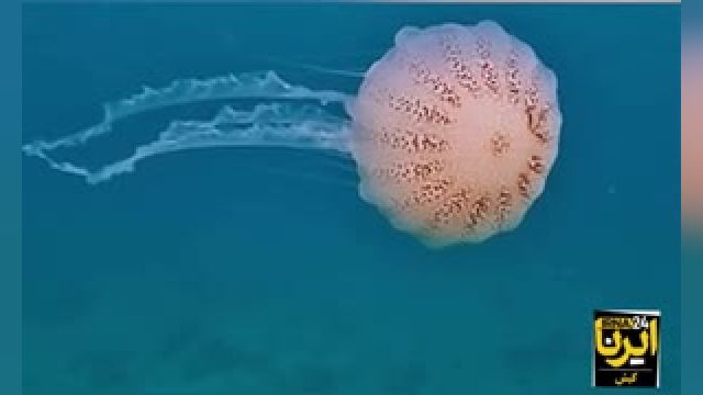 ویدئویی از شنای عروس دریایی در آبهای مرجانی کیش