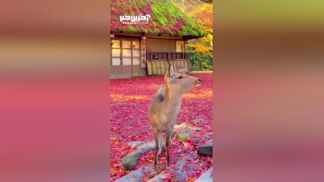 پاییز زیبا و متفاوت در نارای ژاپن