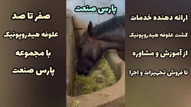 علاقه اسب‌ها به علوفه هیدروپونیک