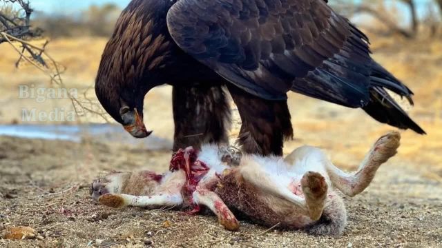 حمله عقاب ها به سگ و شغال | اتفاقی که افتاد باور کردنی نبود!