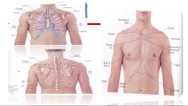 بررسی و شناخت سیستم تنفسی