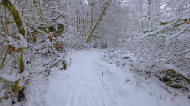 طبیعت زیبای جنگل برفی | 4 ساعت پیاده‌ روی مجازی زمستانی با صدای برف
