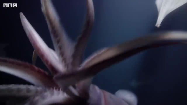 شکار ماهی مرکب هومبولت 2 متری را حتما ببینید!