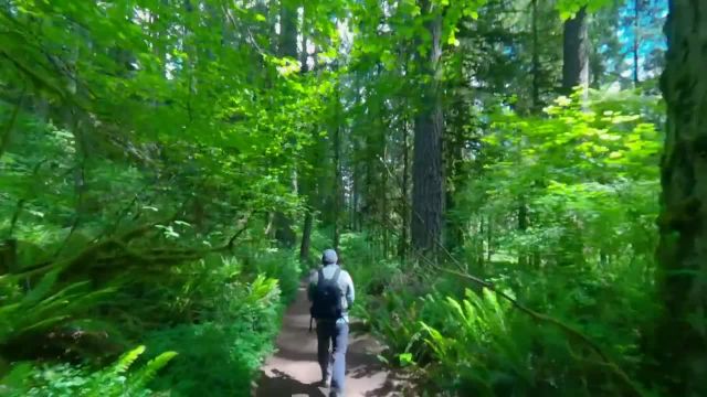 پیاده روی در جنگل در امتداد مسیر ده آبشار | آرامش مجازی | قسمت 1