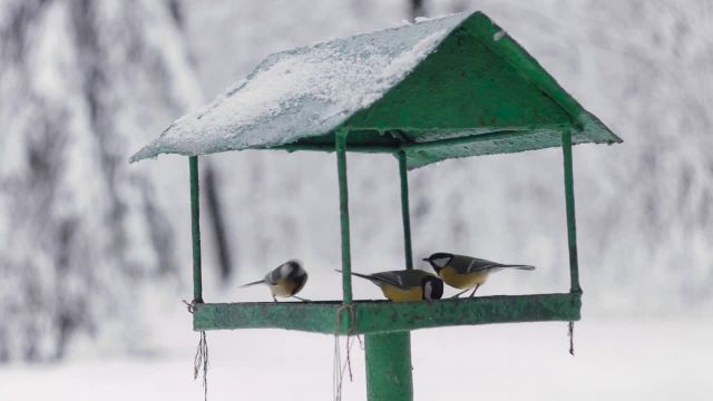 آهنگ های آرامش بخش پرندگان در زمستان | ویدیوی آرامش بخش طبیعت | پیش نمایش کوتاه