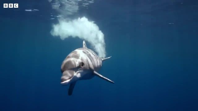 وقتی بازی بچه نهنگ خطرناک می شود! | جاسوسی در اقیانوس را ببینید!