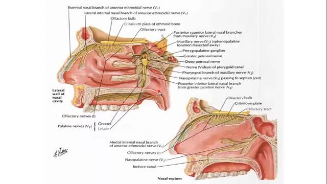 استخوان های جمجمه (Skull) | آموزش جامع علوم تشریح آناتومی سر و گردن | جلسه اول (16)
