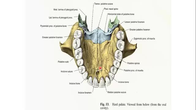 استخوان های جمجمه (Skull) | آموزش جامع علوم تشریح آناتومی سر و گردن | جلسه اول (20)
